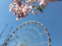 -顾村公园