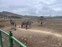 -新疆天山野生动物园