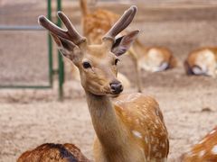 -青藏高原野生动物园