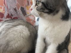 -共舞时光猫咖·狗咖(新街口店)