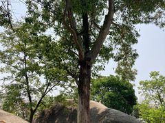 -火炉山森林公园