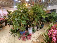 -双季花艺园艺市场(浦东店)