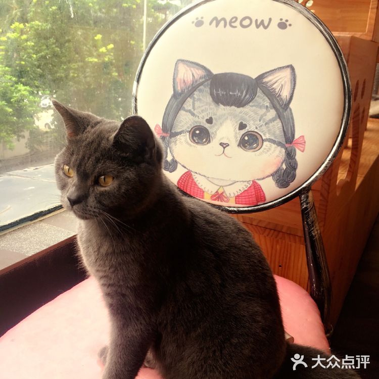 尤其是在自己忙碌一天休息的时候撸个猫解个乏