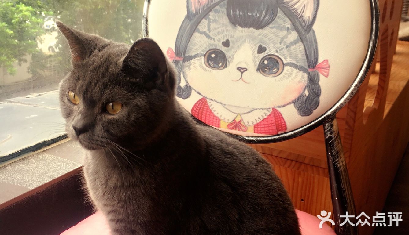 尤其是在自己忙碌一天休息的时候撸个猫解个乏