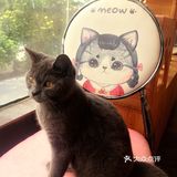 尤其是在自己忙碌一天休息的时候撸个猫解个乏