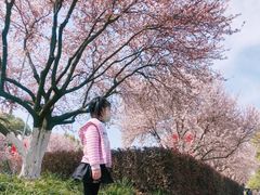 -昆山城市生态森林公园