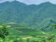 -龙坞茶村