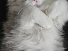 -伟伟宠物医院·CT影像中心·瑞派犬猫综合性门诊(汉口总院)