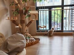 -唐小姐の私宠·宠物洗护美容·撸猫馆·购宠(周浦万达旗舰店)