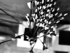 -国际咏春拳联合会拳馆俱乐部