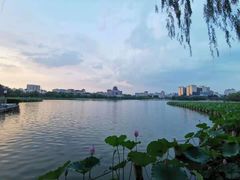 -莲花池公园