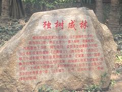 -瑞丽独树成林风景区