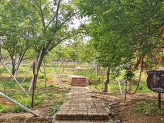 -天适樱花悠乐园