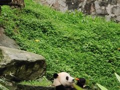 -都江堰中华大熊猫苑