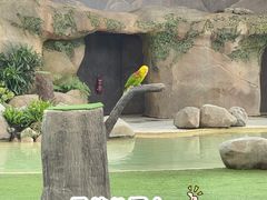 -新加坡飞禽公园