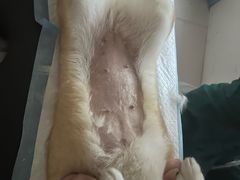 -全心全意连锁动物医院·微创中心·内科急重症·心脏专科(丰管路店)