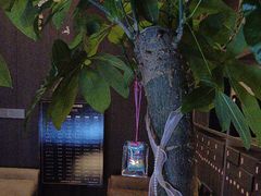 -鹿栖.精油SPA(金山世纪城店)