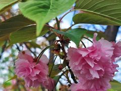 -新繁老號豌豆汤饭店·江湖菜(宝光寺店)