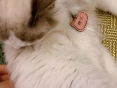 -猫在这儿猫咪咖啡馆·撸猫馆