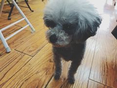 -志龙皇冠吃货椰子铺