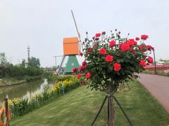 -荷兰花海