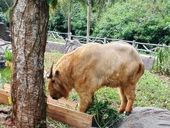 -海南热带野生动植物园