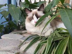 -喵屿·大理花园猫咖