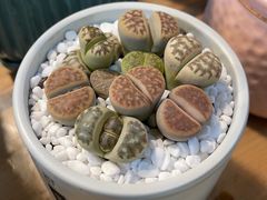 -双季花艺园艺市场(浦东店)