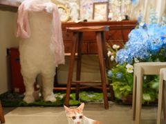 -初甜·舒芙蕾·韩式雪花冰(流塘店)