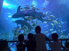 -太平洋海底世界