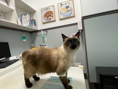 -伟伟宠物医院·瑞派猫友好医院·猫科(光谷店)