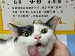 -宠物星动物医院·眼科·异宠·猫科(江南大道总院)