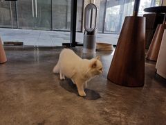-瞄一喵猫咖(格力海岸店)