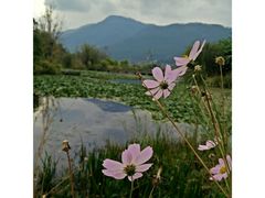 android_upload_pic-西昌邛海湿地