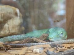 -酷以爬仙阁实体爬宠店·守宫·蜥蜴·专业繁育