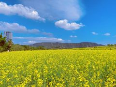 -光明小镇欢乐田园