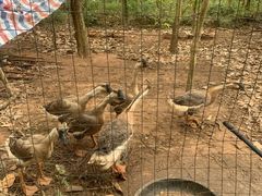 -美丽南方·老木棉匠园·团建烧烤·烤全羊