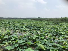 -荷塘月色湿地公园·向阳花洲