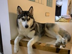 -Husky Go! 哈士奇体验馆·宠物咖啡厅狗咖