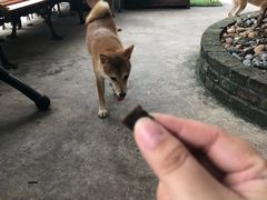 -柴犬高等学院·狗咖·柴犬售卖·宠物训练