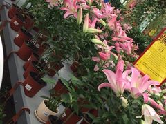 -荷兰花海