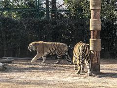 -上海野生动物园老虎餐厅