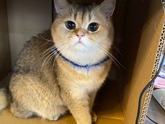 -蓝鲸·缅因猫舍