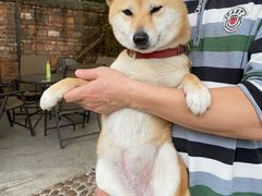 -柴犬高等学院·狗咖·柴犬售卖·宠物训练