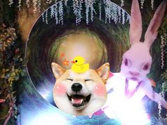 -爱丽丝冒险奇遇记