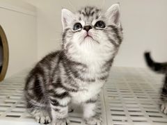-lincat·猫舍(广州店)