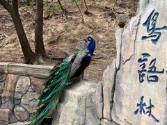 -燕塞湖鸟语林景区