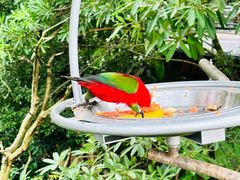 -新加坡飞禽公园