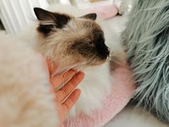 -共舞时光猫咖·狗咖(新街口店)