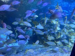 -太平洋海底世界